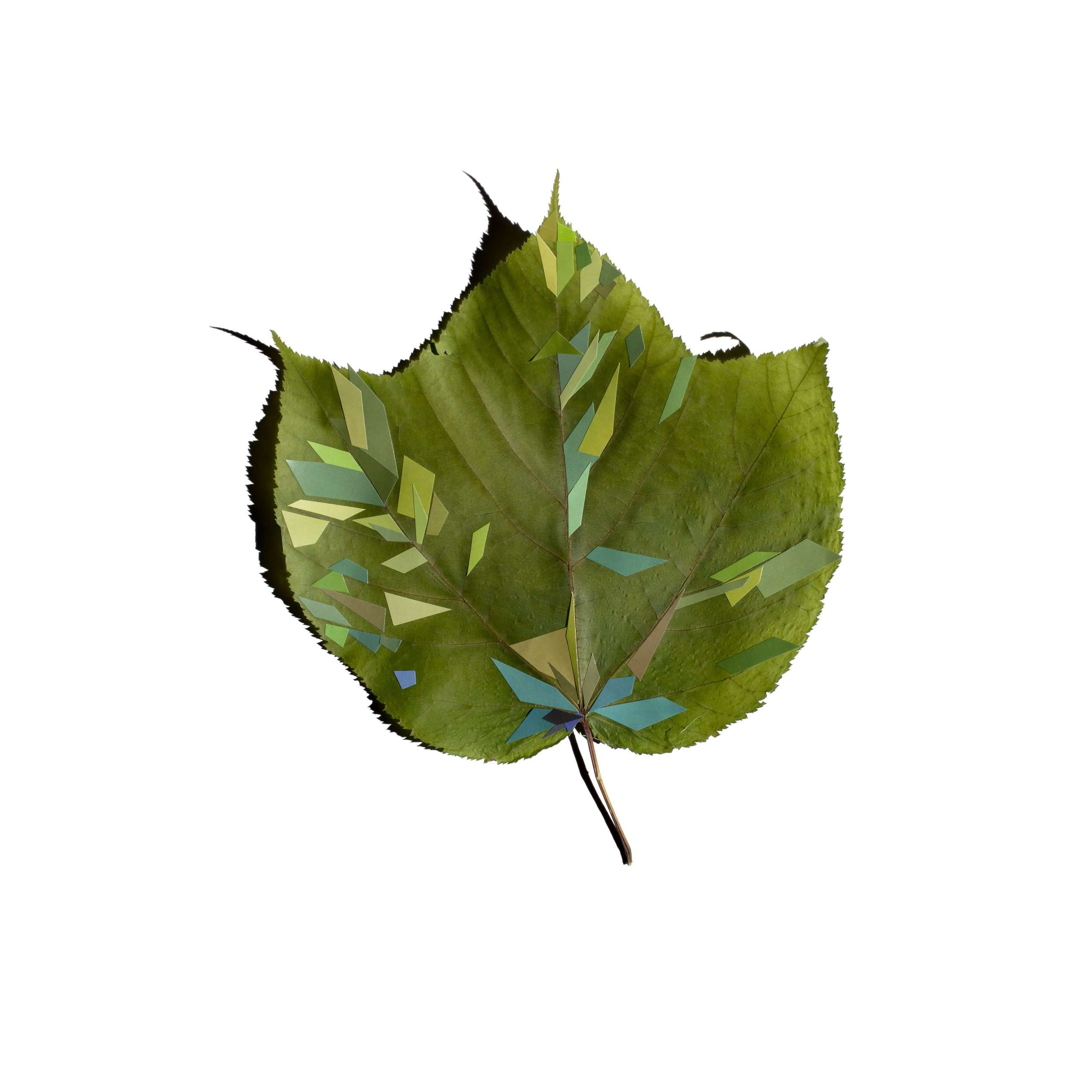 06.JenniferLong.MendedLeaves.EmbeddedHistories