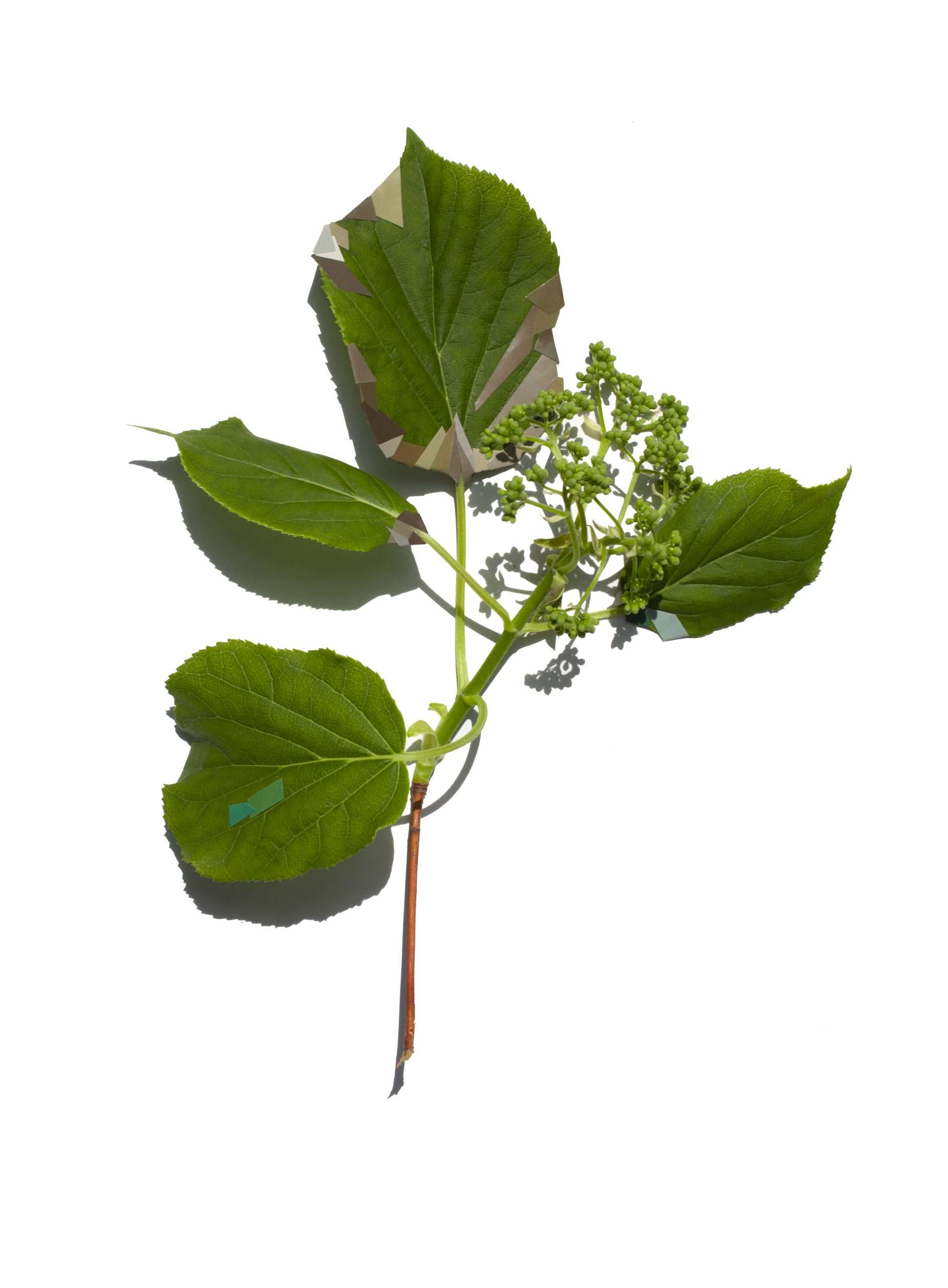 08.JenniferLong.MendedLeaves.EmbeddedHistories