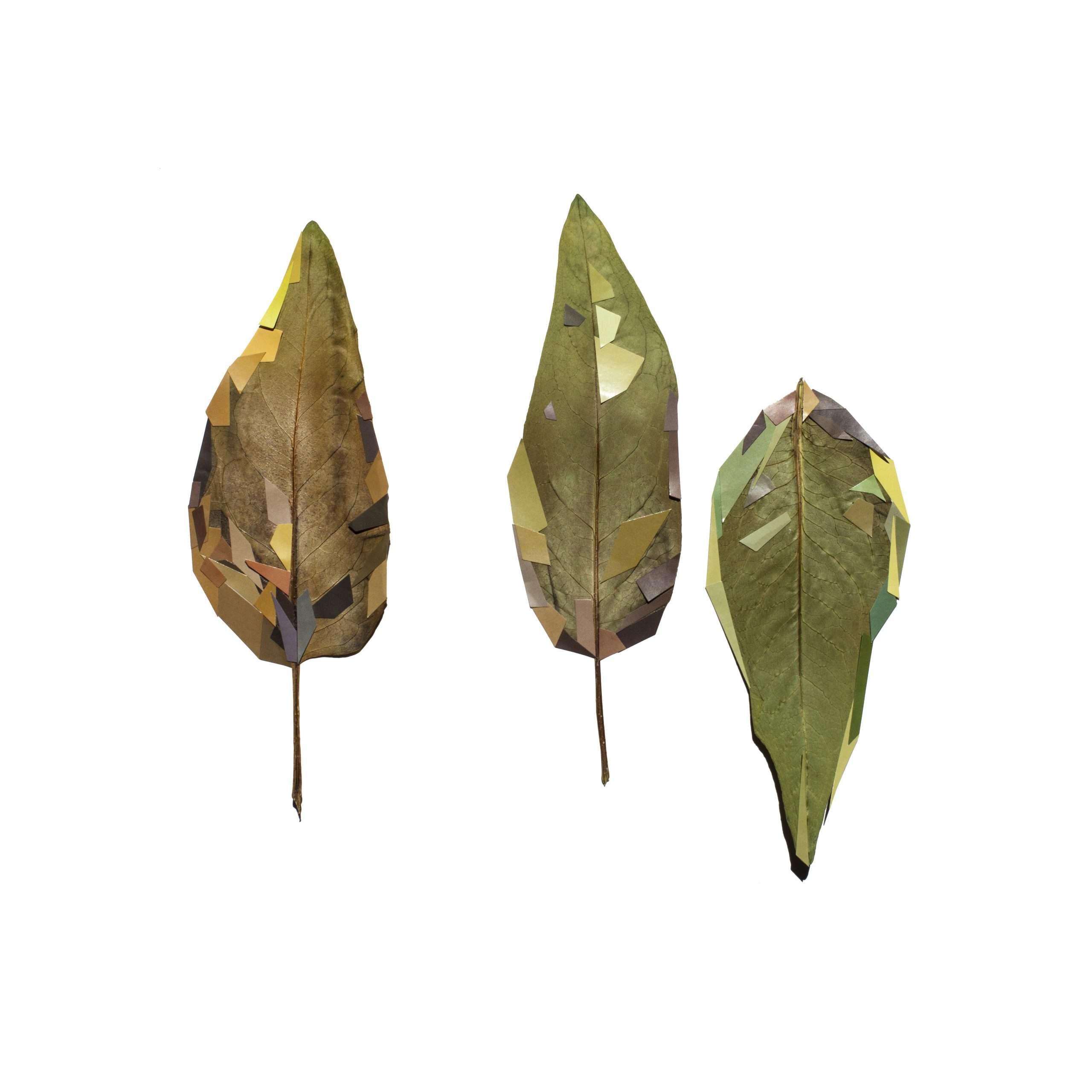 09.JenniferLong.MendedLeaves.EmbeddedHistories