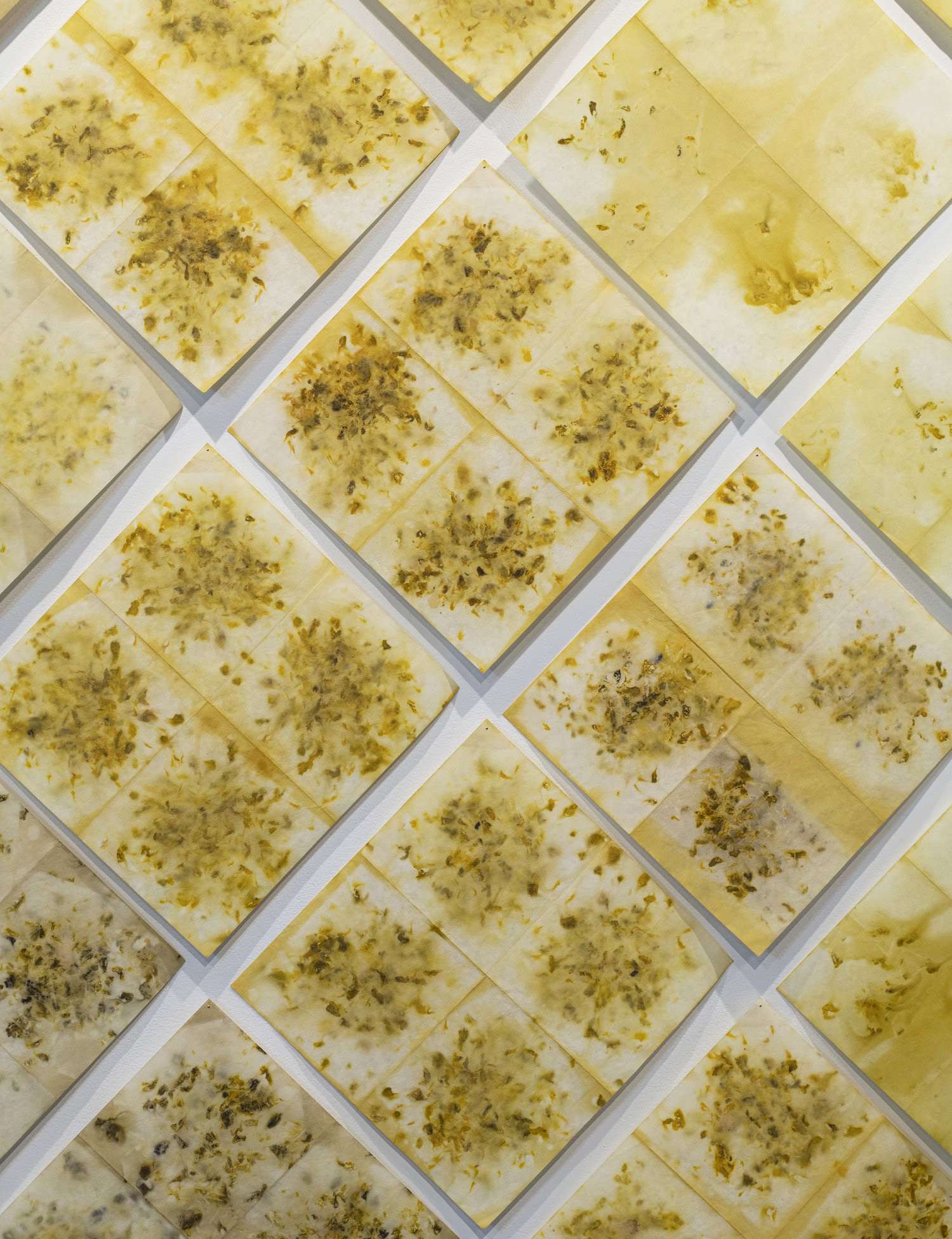 11.AnnaHeywood-Jones.MarigoldMarkingMatrescence.EmbeddedHistories